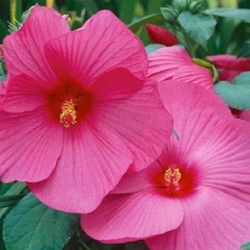 Luna Rose HARDY HIBISCUS 30 Seeds (Perennial Seeds) pre stratified