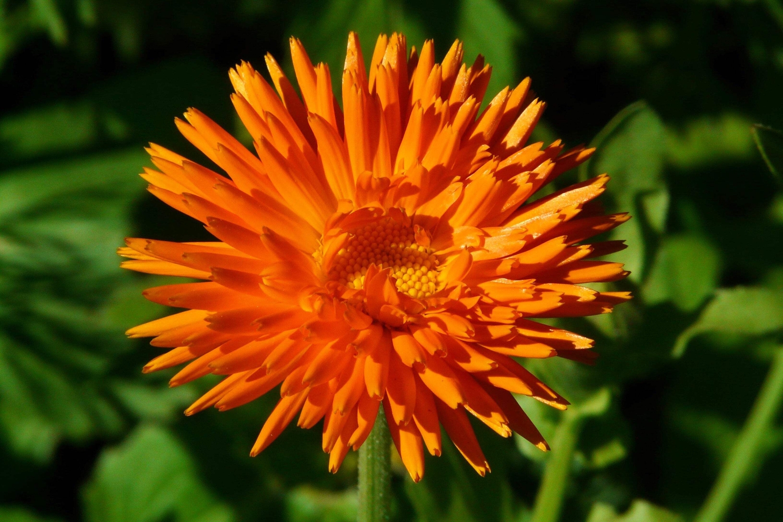 50 RADIO MARIGOLD English Calendula Officinalis Orange Yellow Flower Seeds