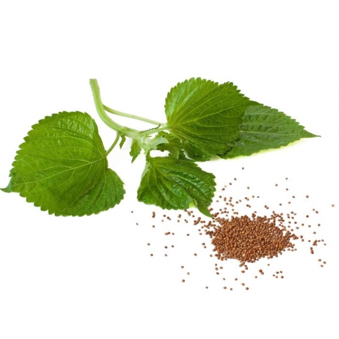 Shiso Green or Red (Perilla frutescens) – organically grown seeds/ non GMO