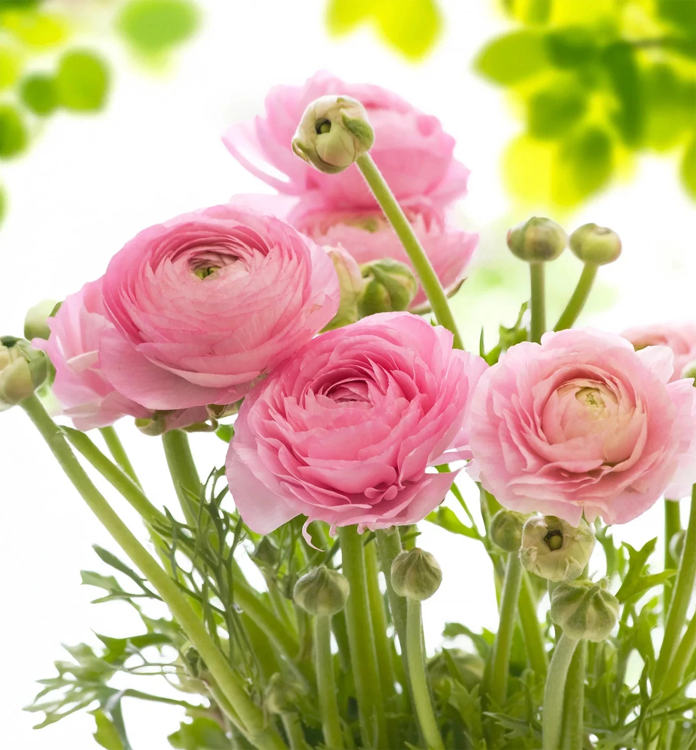 Ranunculus PINK 15 Bulbs Persian Buttercup Peony Rose 7+ Corms Wedding Flowers