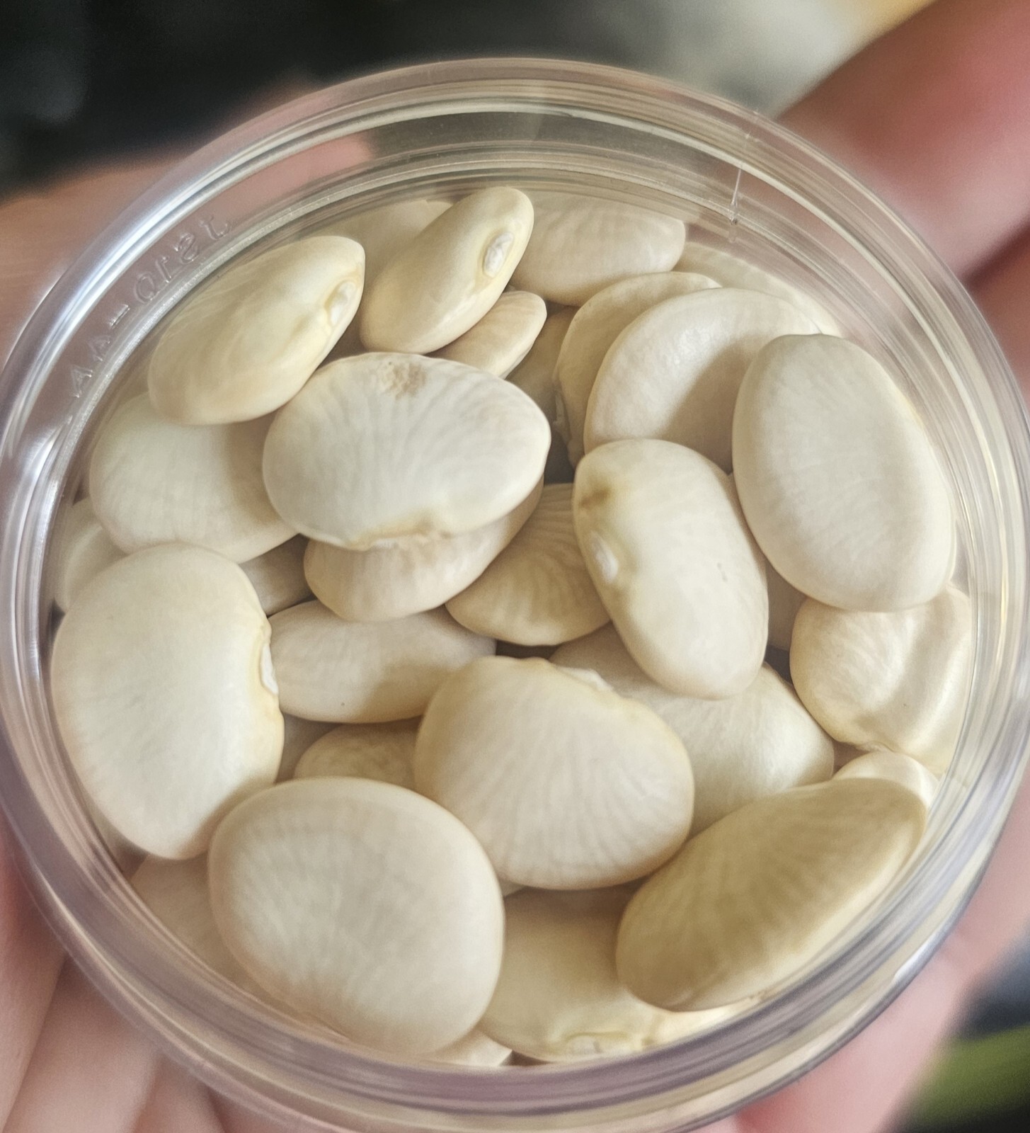 Heirloom Seeds Giant Set 41 Piece.