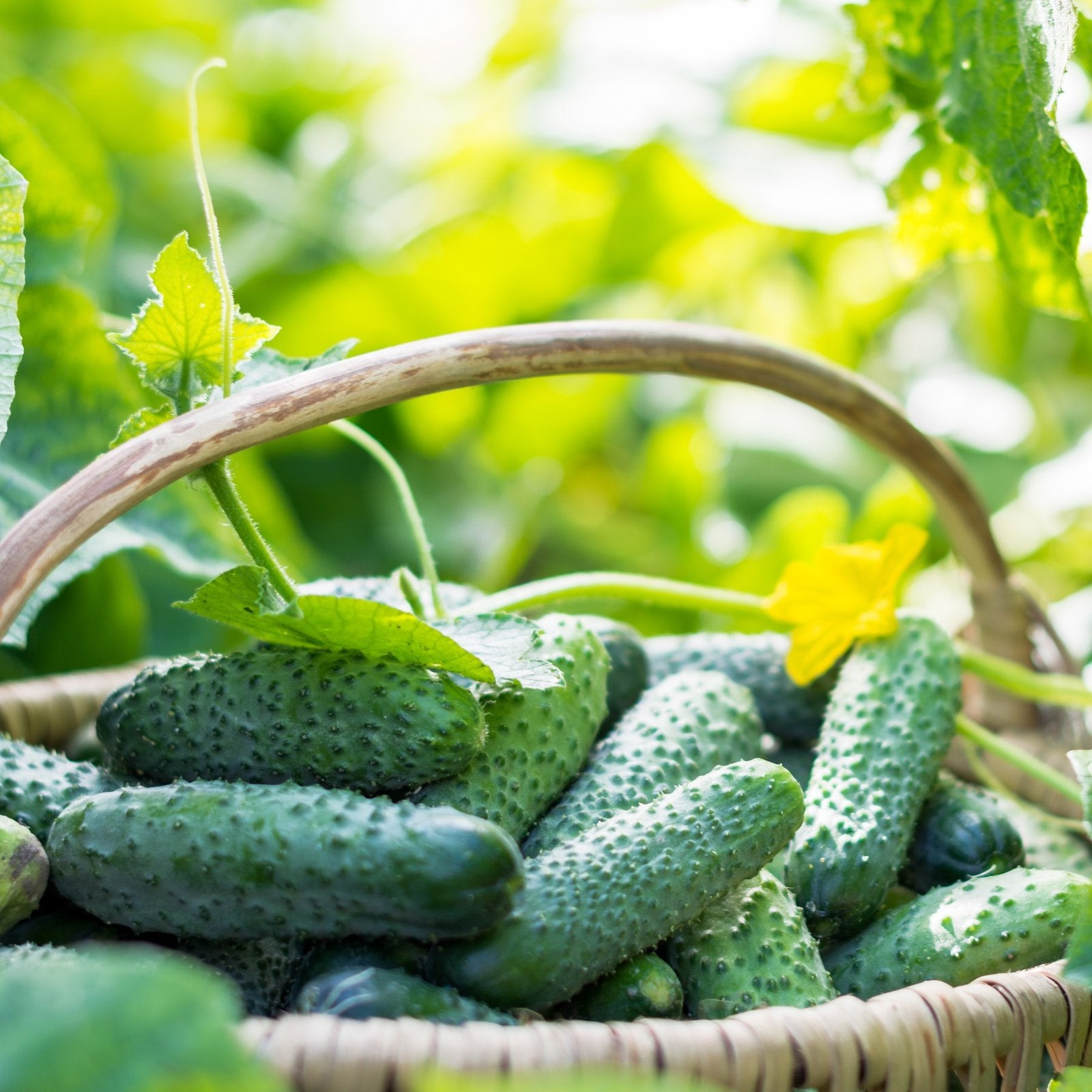 Mr. Fothergill’s Cucumber Snack Size Seed Oh Sow Simple, Easy to Grow