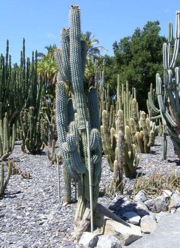 10 “BLUE CEREUS” CACTUS SEEDS (Browningia hertlingiana) RARE Tree Like Cacti
