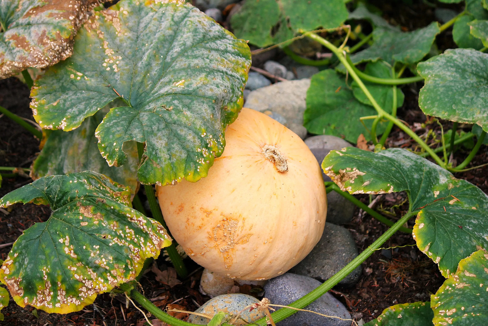 Long Island Cheese Pumpkin Seeds | Tan Fairytale Cinderella Squash Seed 2025