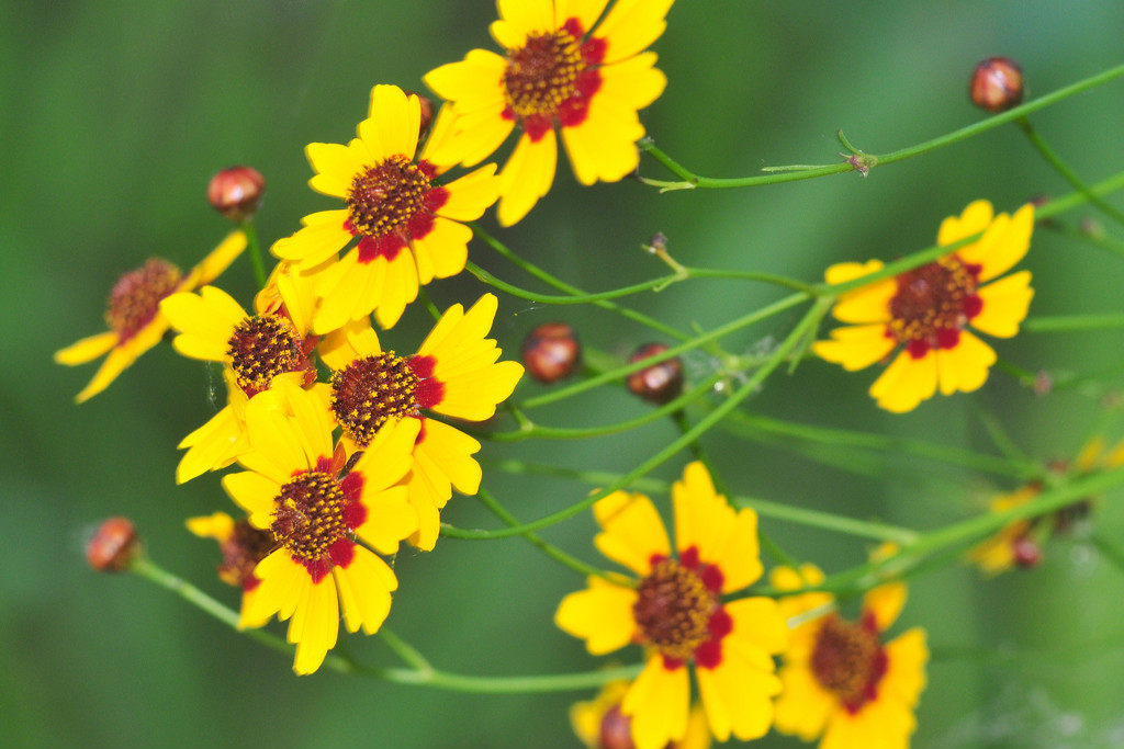 coreopsis, PLAINS, nice cut flower, YELLOW, 2200 seeds! GroCo