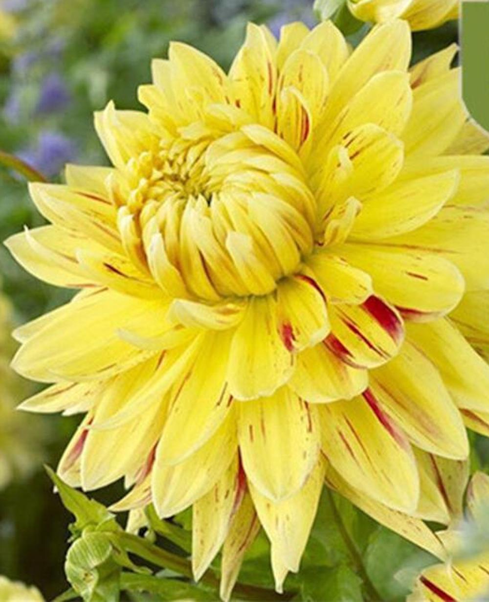 20 SEEDS DAHLIA blossom flowering bud rare bloom exotic garden plant 18 colors