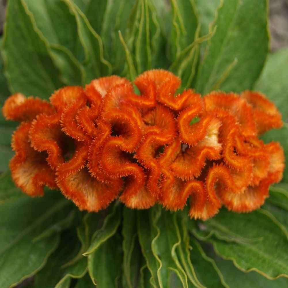 30 Celosia Orange Queen seeds