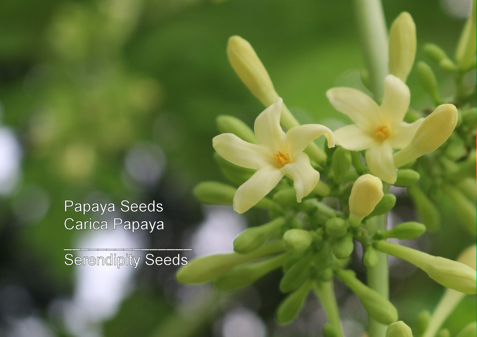 Papaya Tree 20 Heirloom Seeds -Carica Papaya – Perfect for Container Gardening
