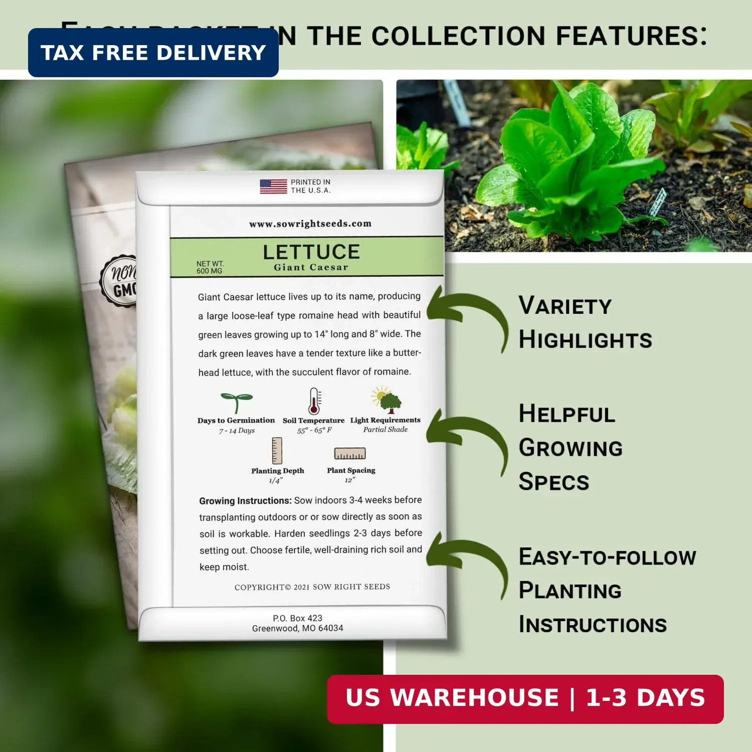 Sow Right Seeds – Large Lettuce Seed Collection for Planting – Buttercrunch, Jer