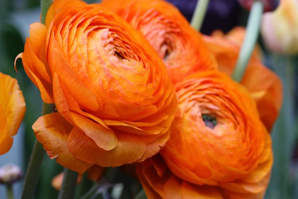 Orange Ranunculus Bulbs for Planting – (10 Bulbs)