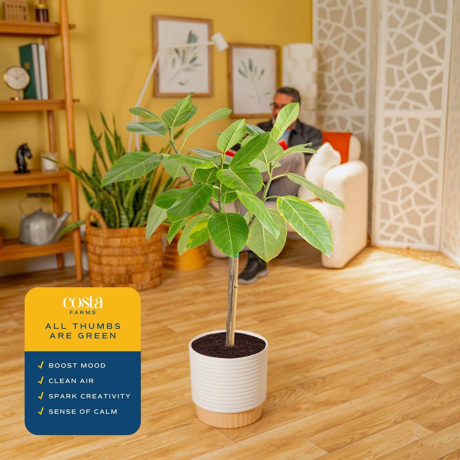Ficus Audrey Tree Live Plant in Decorative Pot, Large Indoor Houseplant, Perf…