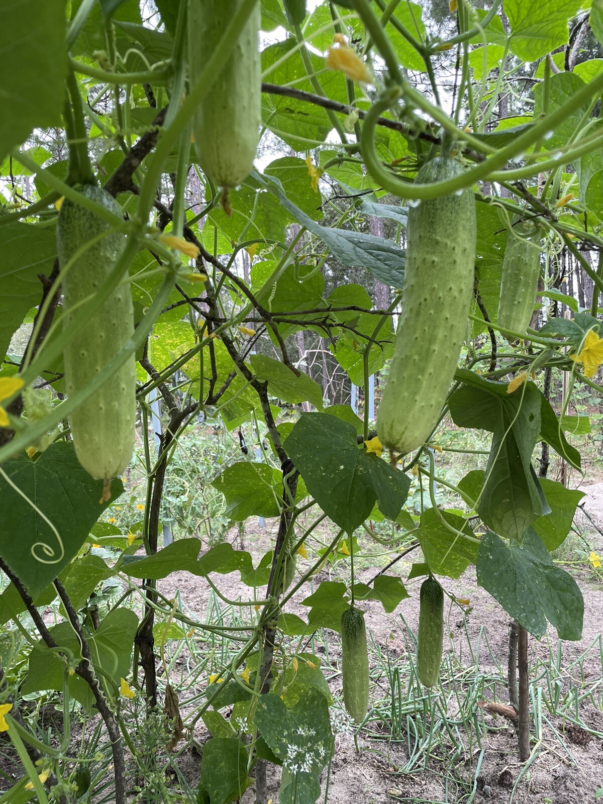 25 organic Asian White /Green Sweet Crisp Cucumber seeds (2023 summer) 新鲜水果黄瓜种子
