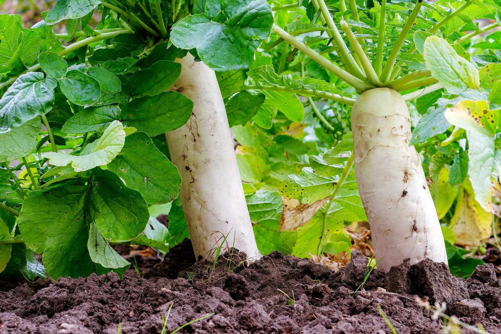 500 JAPANESE MINOWASE RADISH Huge Daikon White Raphanus Sativus Vegetable Seeds