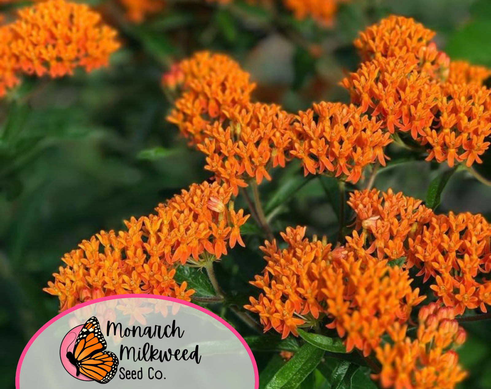 150+ ORANGE BUTTERFLY MILKWEED SEEDS | Monarch Butterfly Native Pollinator Plant