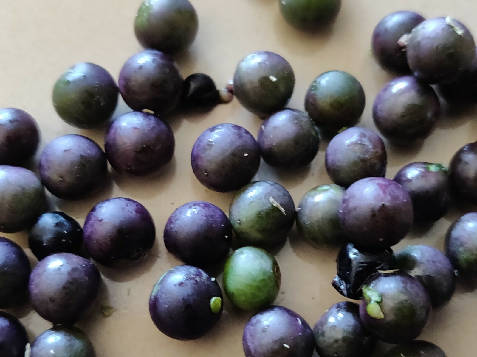 200 Nightshade Seeds Nigrum Solanum Sees 200 Semillas de Mora Hierba Mora Macuy