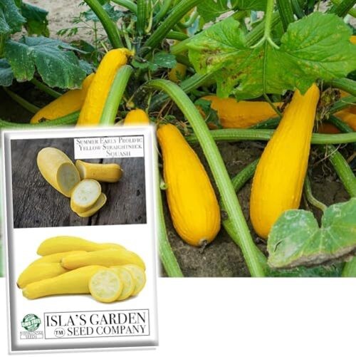 Early Prolific Yellow Straightneck Summer Squash Seeds for Planting, 50+