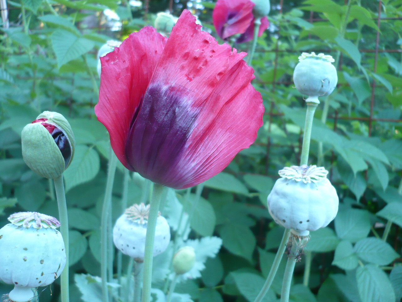 Best Seller! Tazzy Purple, Wizard Red, Afghan Pink Mix 10,000 seeds PoppyQueen👑