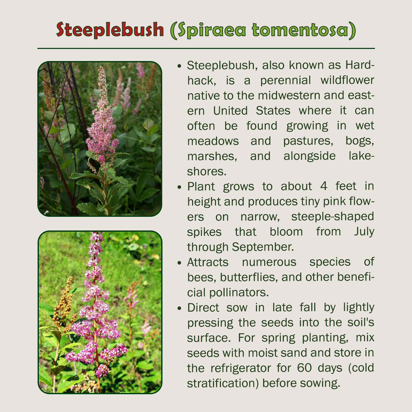 1000 Steeplebush Seeds, Spiraea tomentosa, Native Bee & Butterfly Attractor
