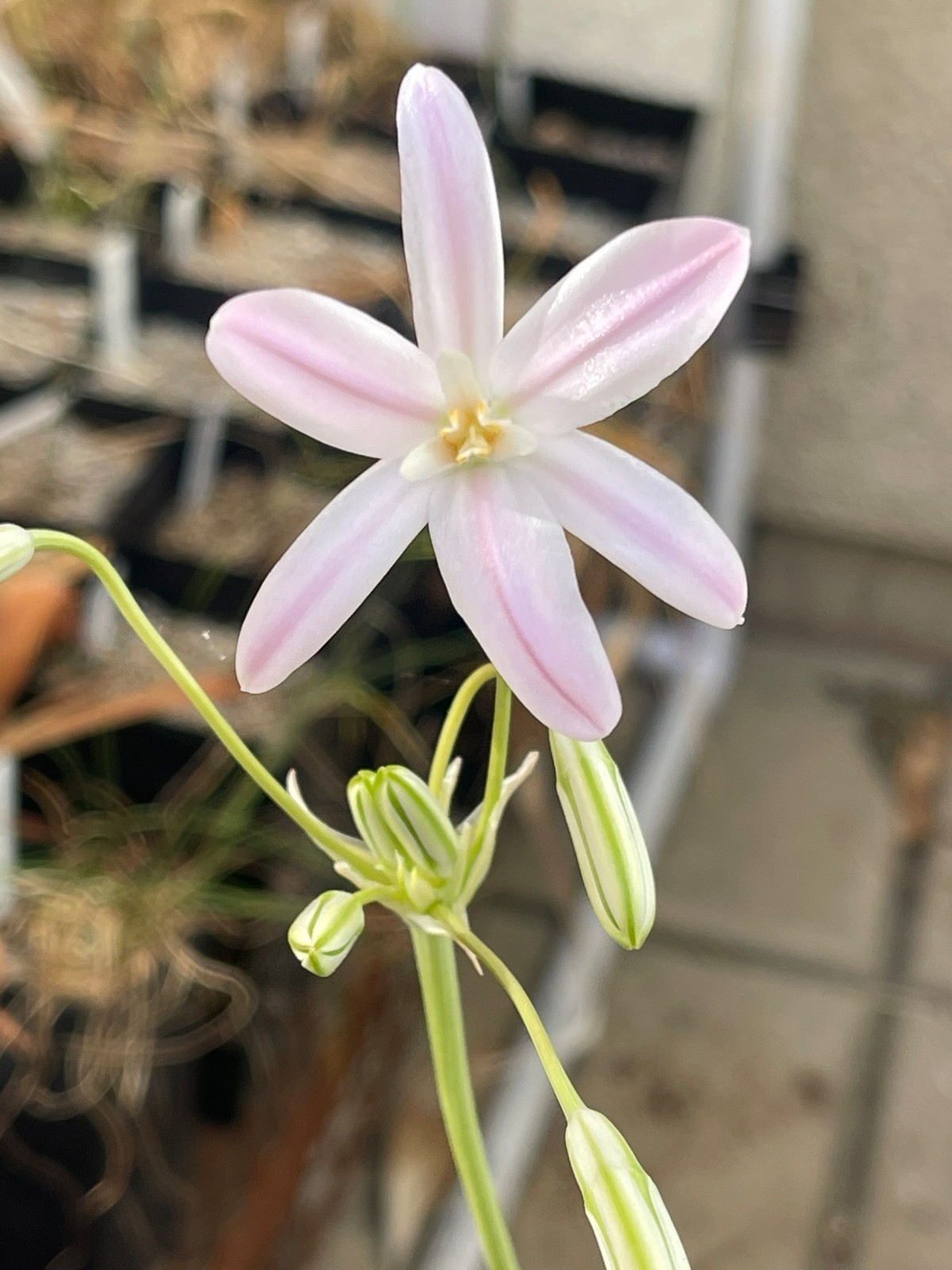 Bulbs B, CHOOSE 2: Brodiaea california, elegans, Dichelostemma, Dipterostemon