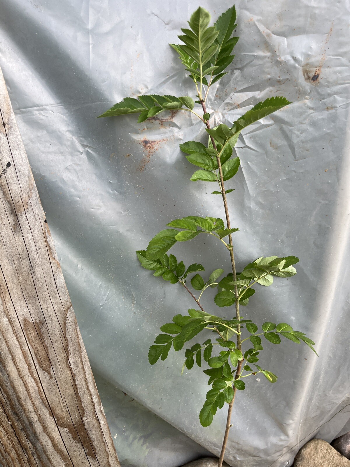 Ivan’s Belle (Granatnaya) Grafted Mountain Ash Hybrid 2-3 ft tall