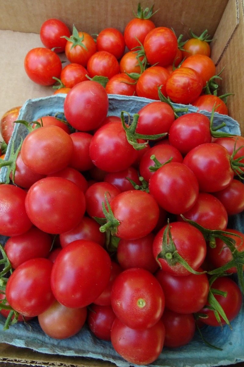 Wheatley’s Frost Resistant grape tomato endures cold weather and produces!