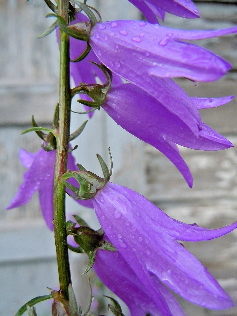 blue Rampion bellflower 200 seeds campanula rapuncloides, creeping bellflower