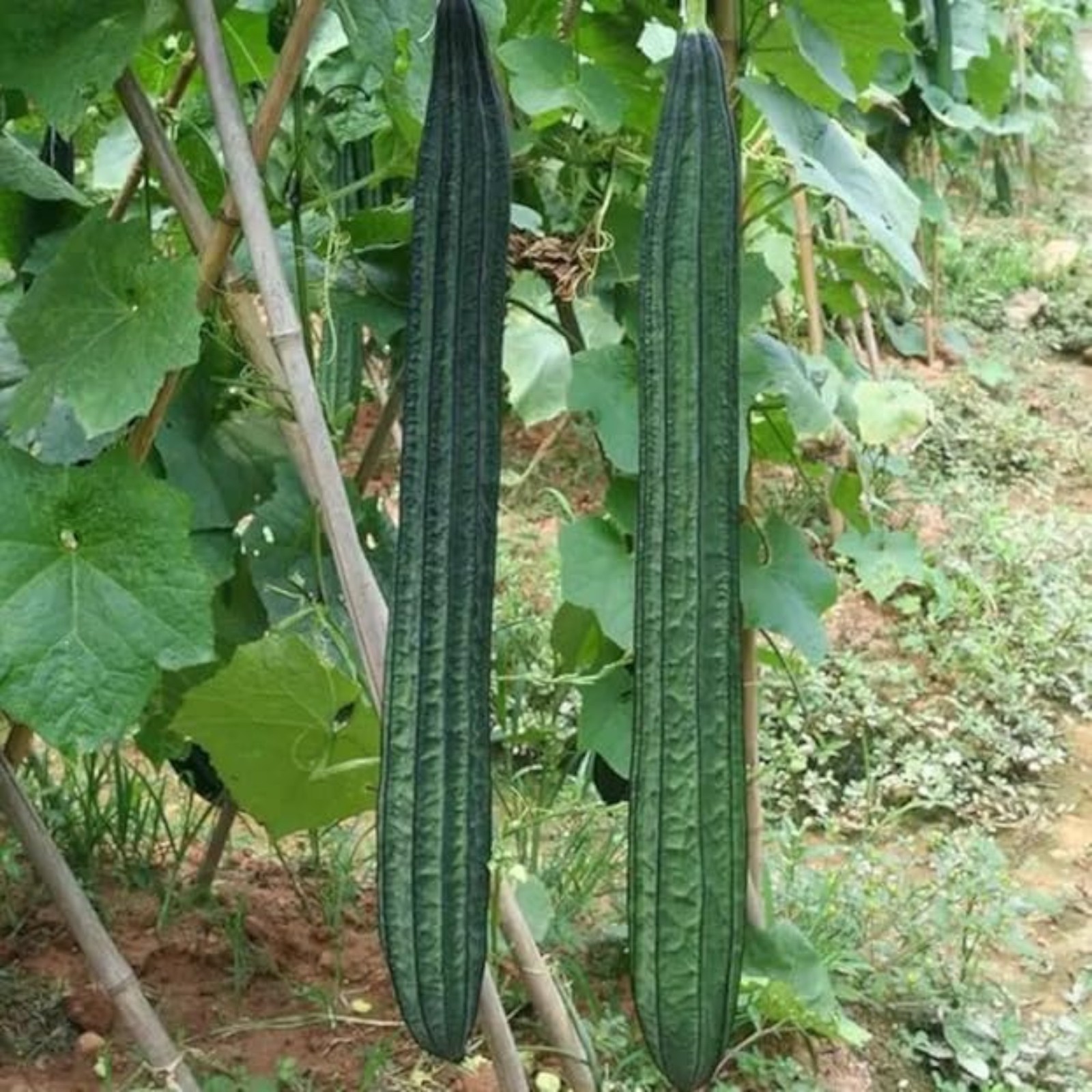 20 Ridged Sponge Gourd Seeds – Edible Vegetable & Natural Bath Loofah Vine