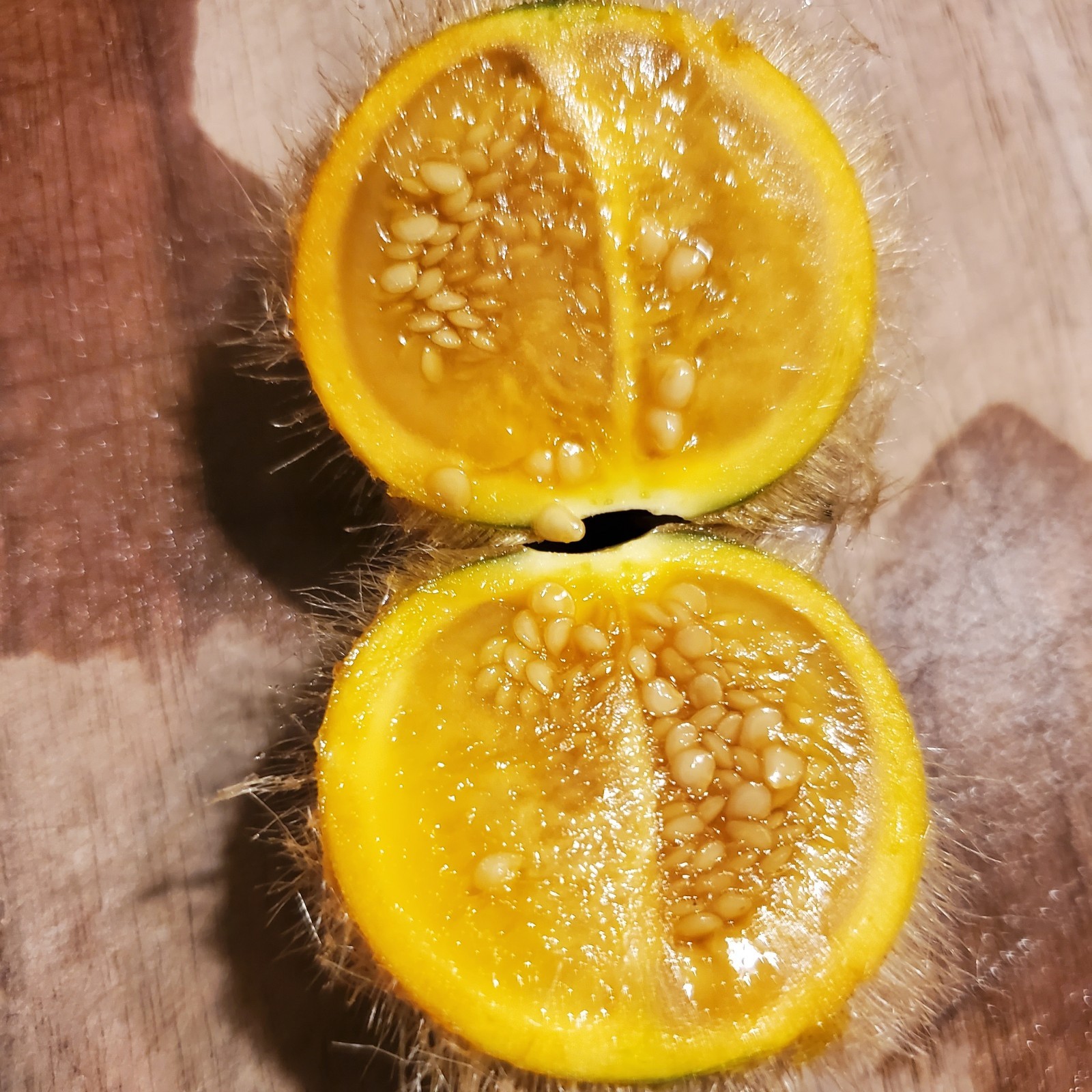 Solanum pseudolulo – 25 seeds – wild relative of Lulo/Naranjilla