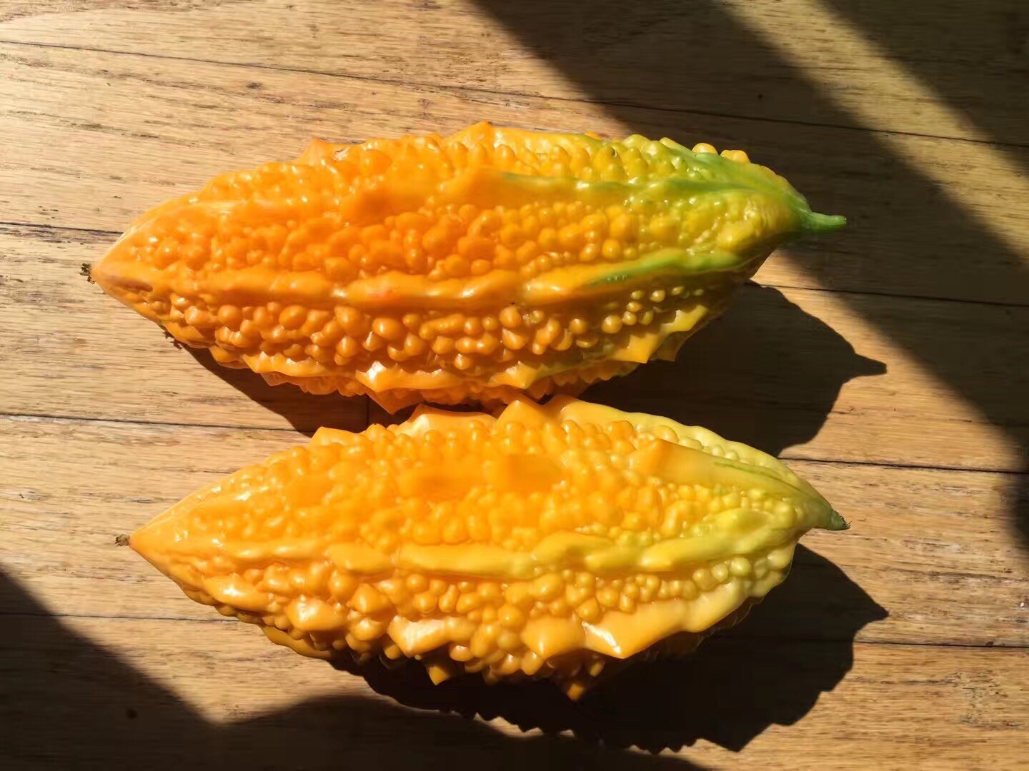Bitter Melon, Gold Bell , Sweet Bitter Gourd (50 Seeds)