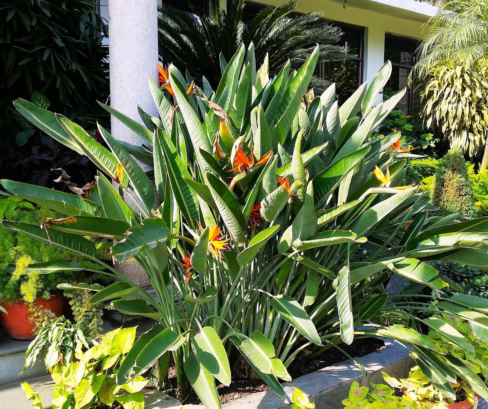 Birds of Paradise Seeds – For 2025 Planting Strelitzia Reginae Orange Blue
