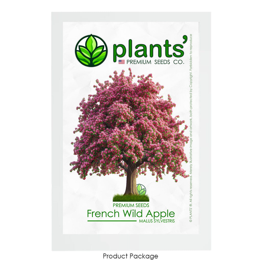 French Wild Apple Tree | Premium Seeds | Malus sylvestris ‘Spring’ | Plants’®