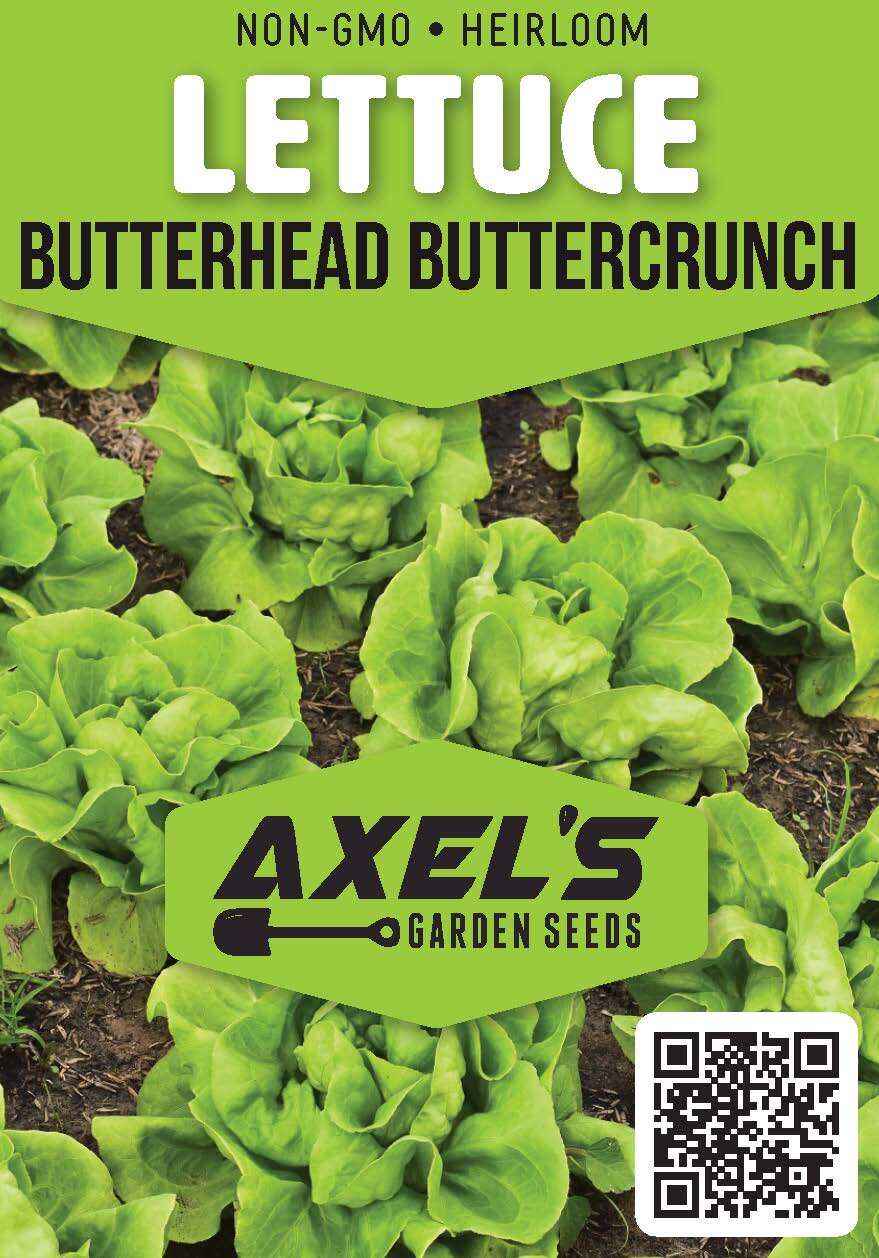 Lettuce Seeds – High Yield Heirloom Non-GMO, Free Shipping, Buttercrunch Variety