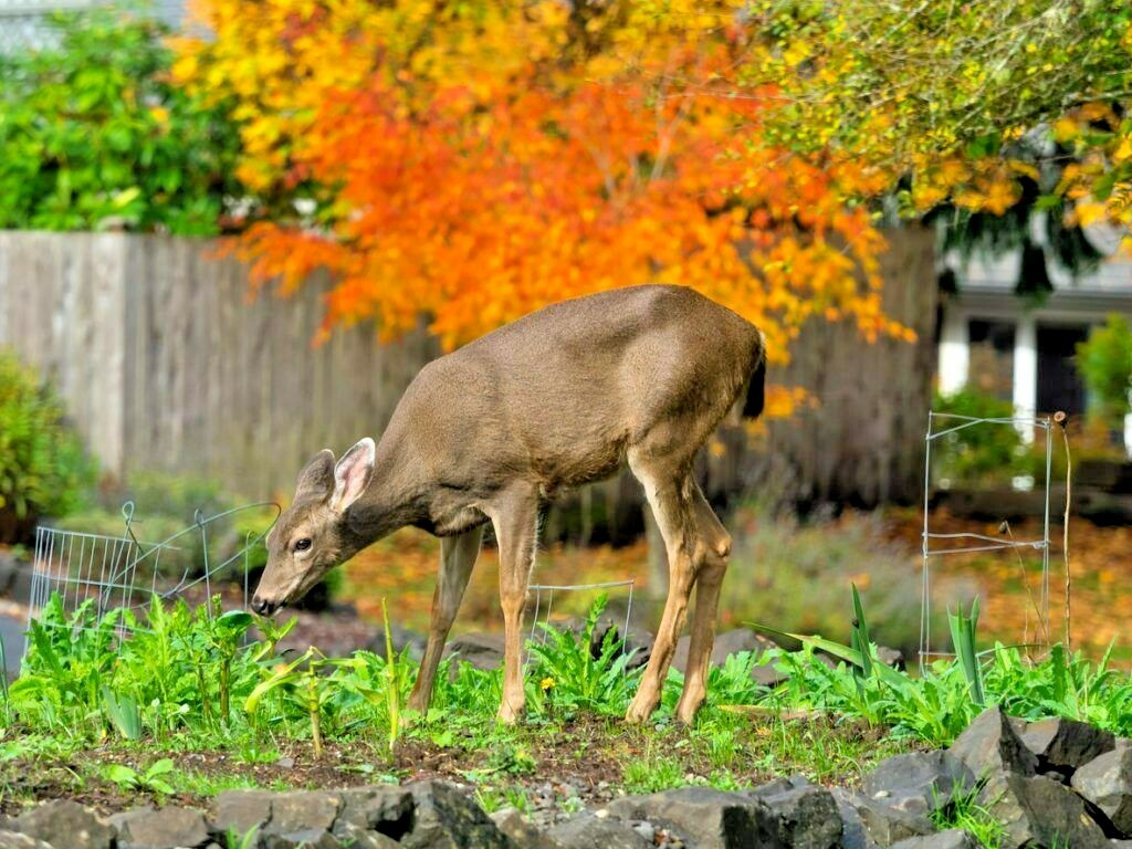 2000+DEER PROOF Native Wildflower Mix 15 Different Flowering Annual Perennial