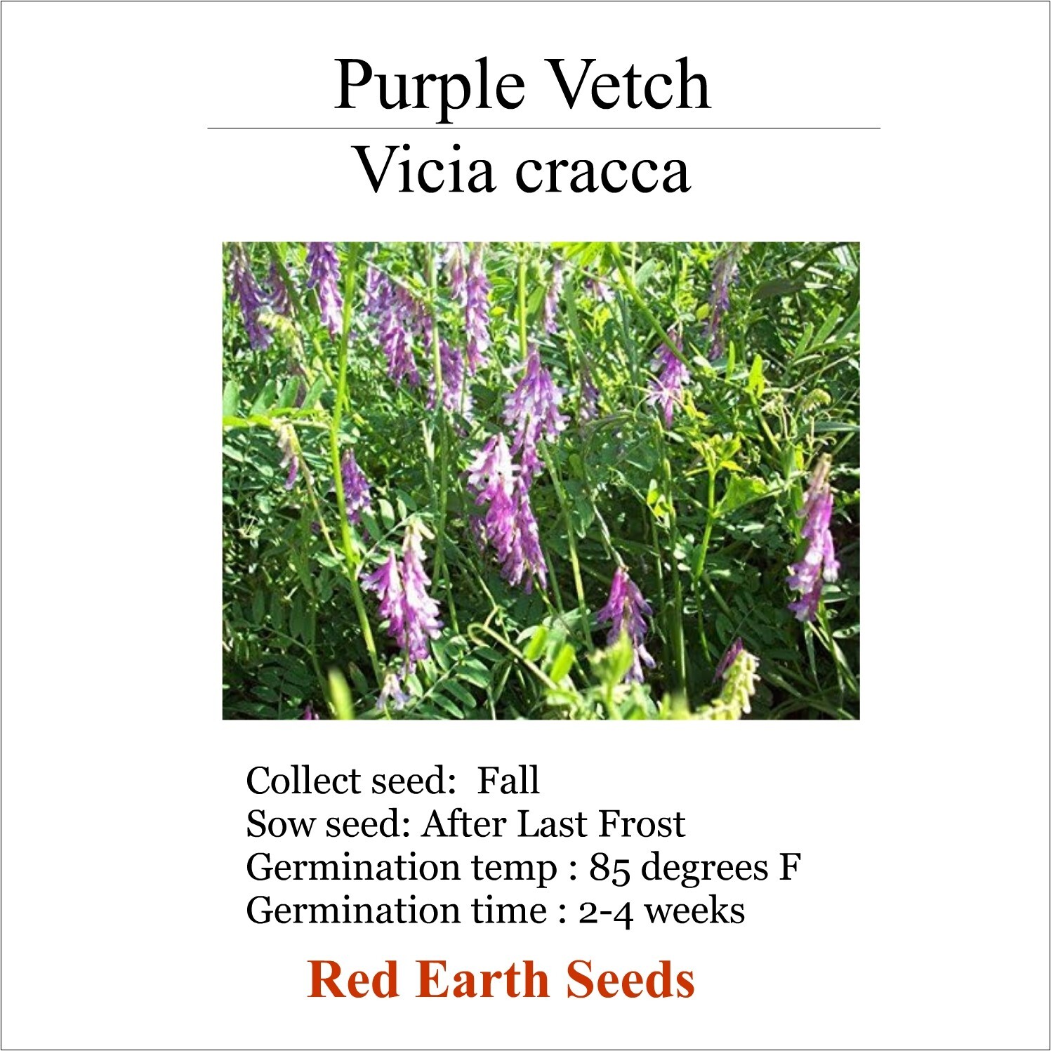 Purple Vetch – 100 seeds – Vicia cracca