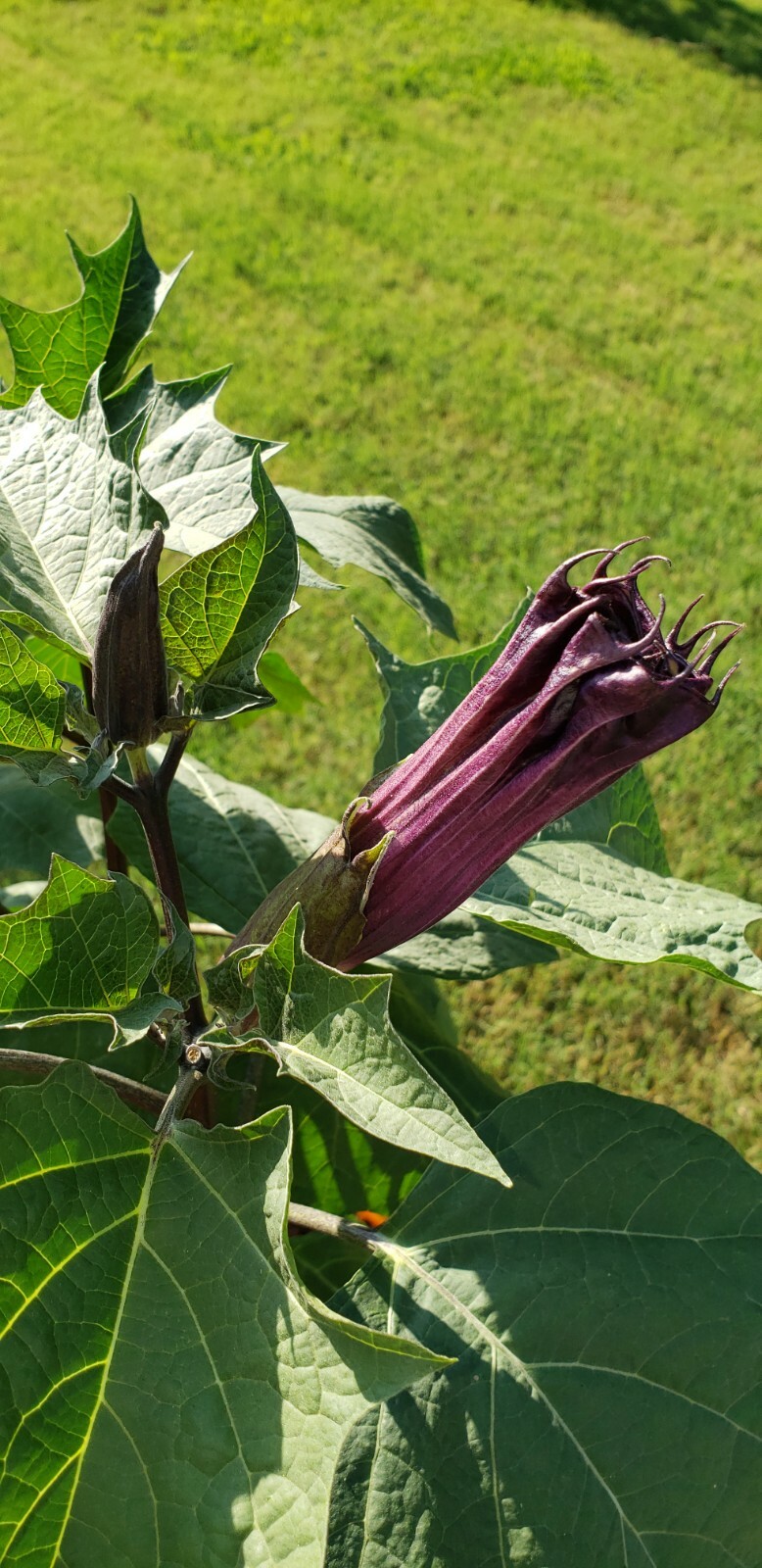 PURPLE ANGEL TRUMPET DATURA PURPLE MOON FLOWERS SEEDS AWESOME PLANT 2024 SEEDS