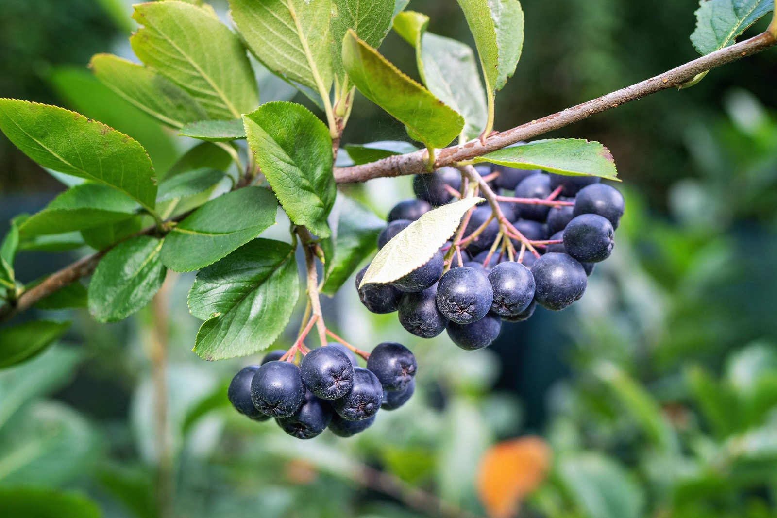 50 BLACK CHOKEBERRY Aronia Melanocarpa White Flower Shrub Seeds
