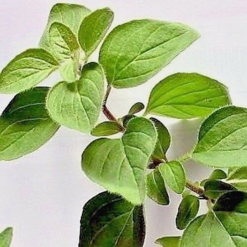 501+ITALIAN OREGANO Seed Organic Herb Patio Container Vegetable Garden Perennial