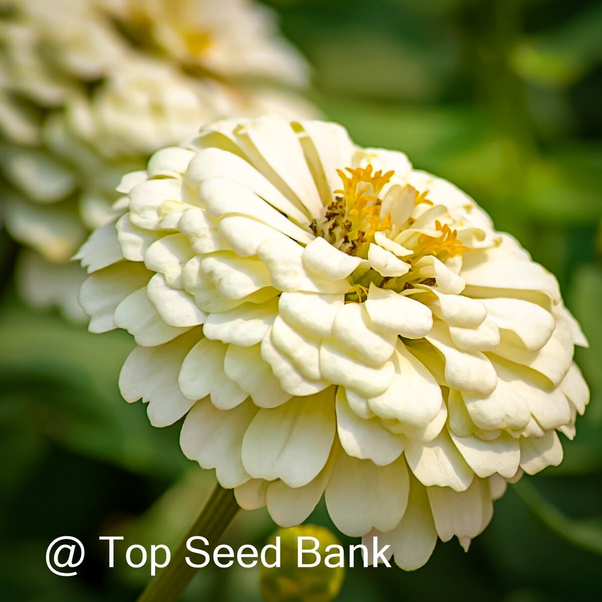50+ Zinnia, Isabellina Flower seeds, Cream-yellow Zinnia Elegans + Free GIFT