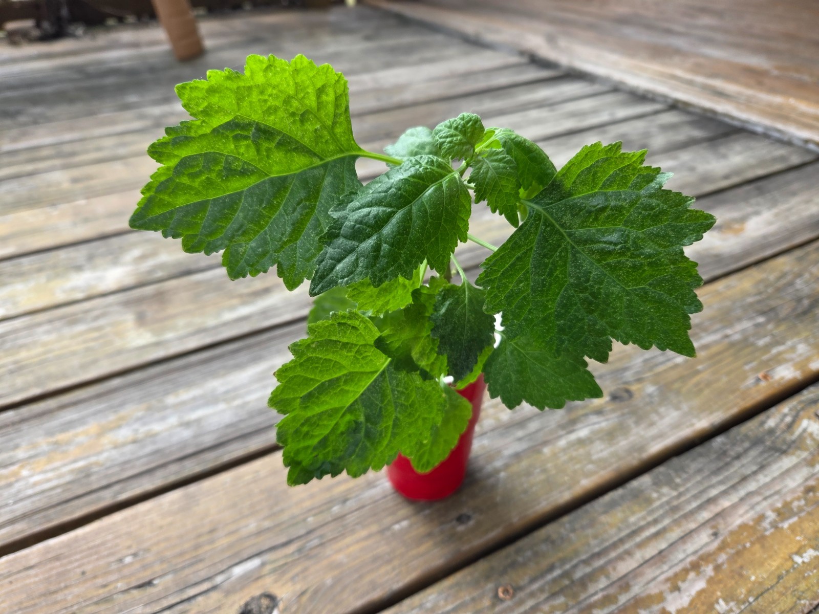 6″ -8″ LIVE PLANT Pogostemon Cablin TRUE PATCHOULI Aromatic HIPPY Herb