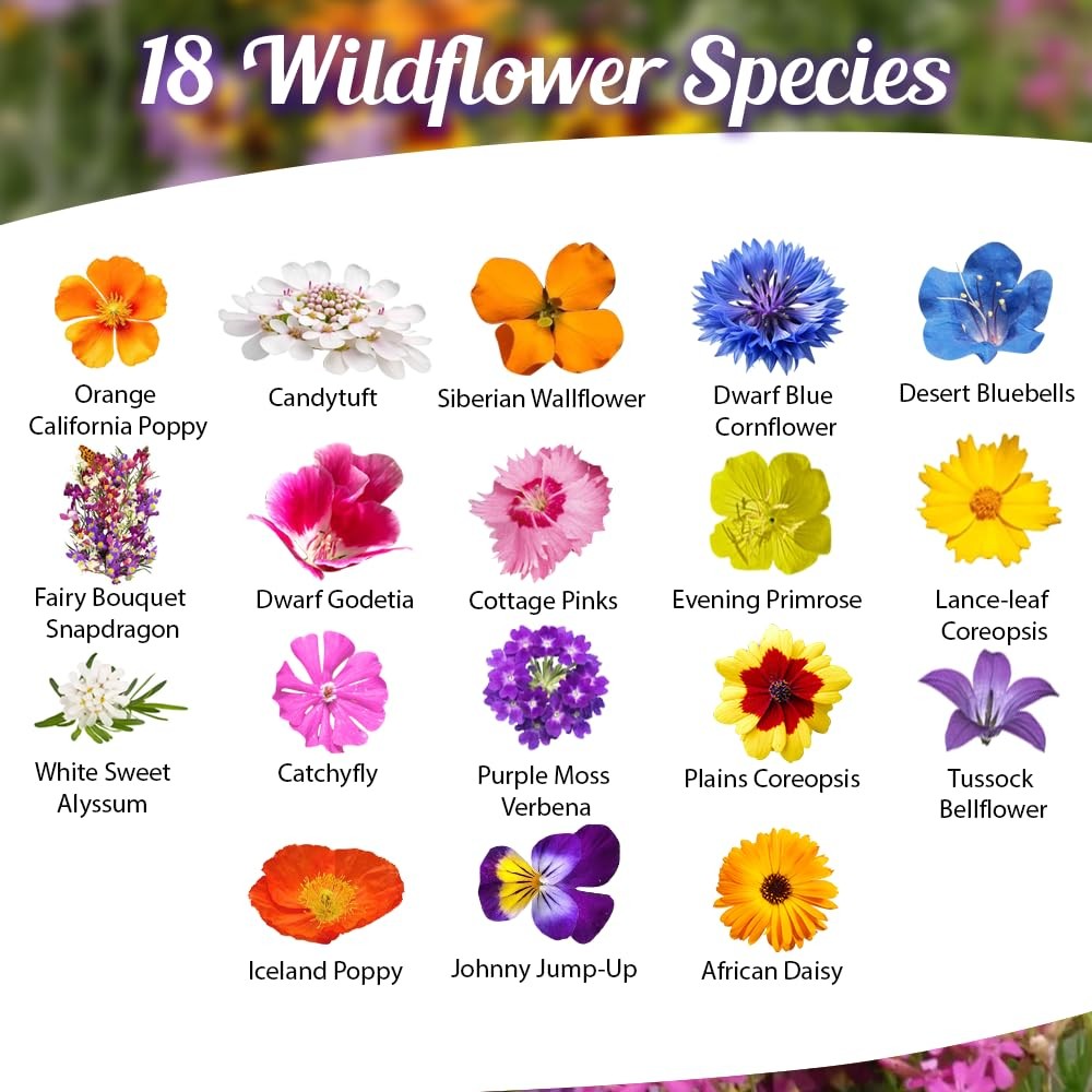 Low Growing Wildflower Seeds Mix – 1oz, 6-12 Inches Short Flowers – Non-GMO N…