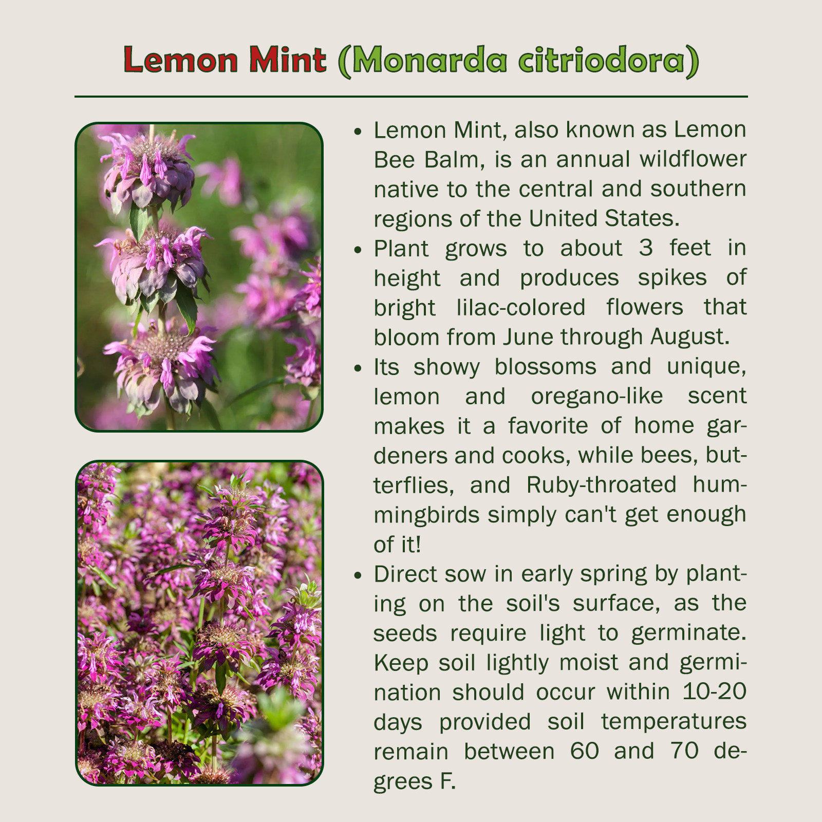 1000 Lemon Mint Seeds, Monarda citriodora, Lemon Bee Balm, Pollinator Attractor
