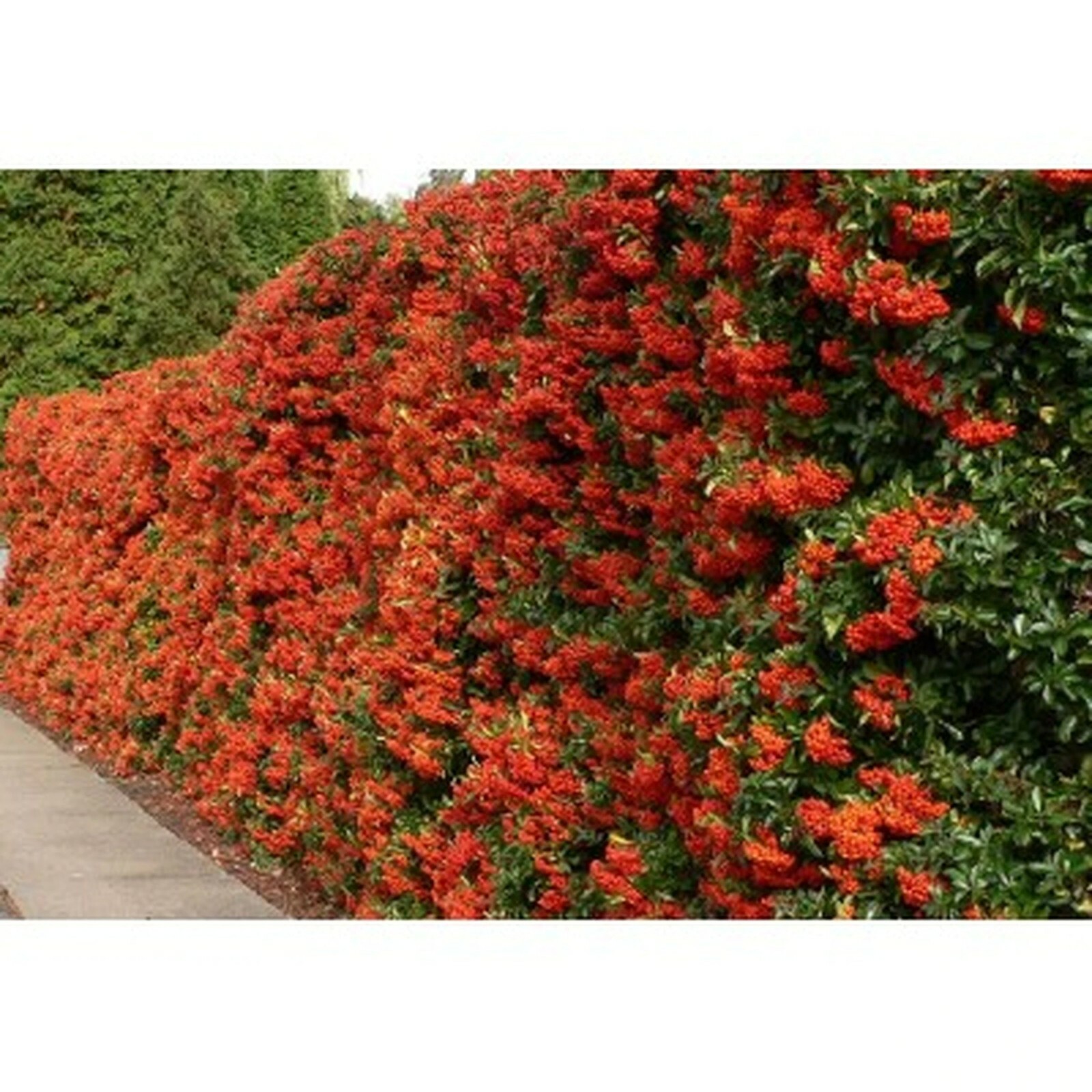 Victory Pyracantha (Firethorn), Climbing Bush (30+ Seeds) (010)