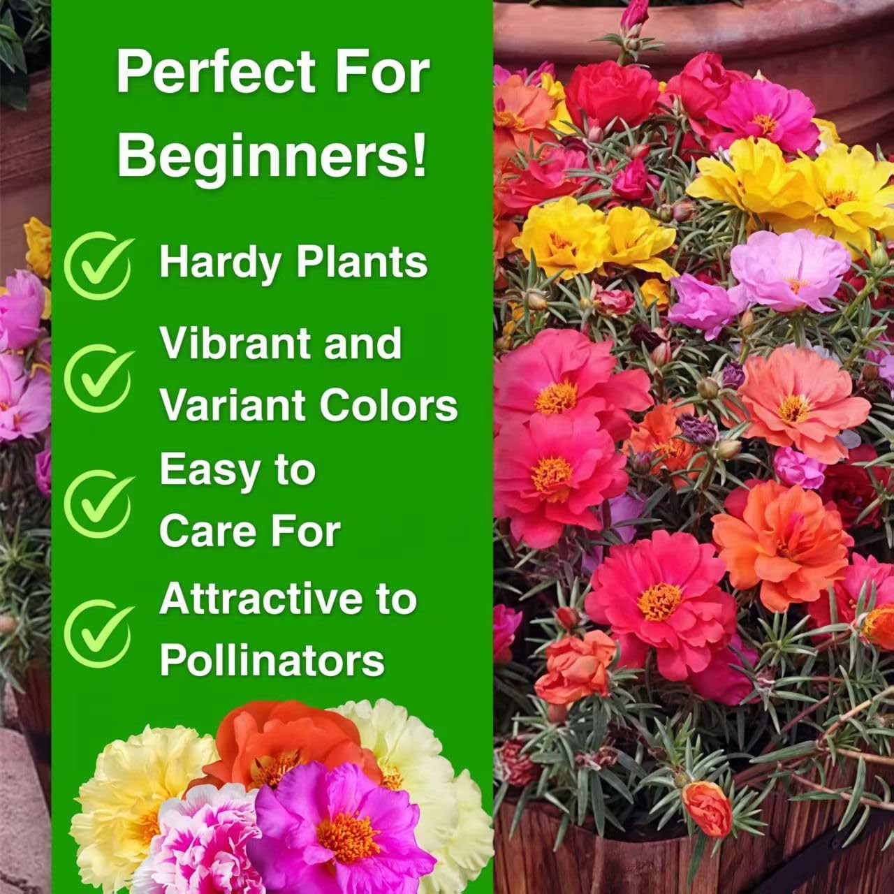 20,000+ Moss Rose Seeds (Portulaca Grandiflora) – Mixed Color Perennial Groun…