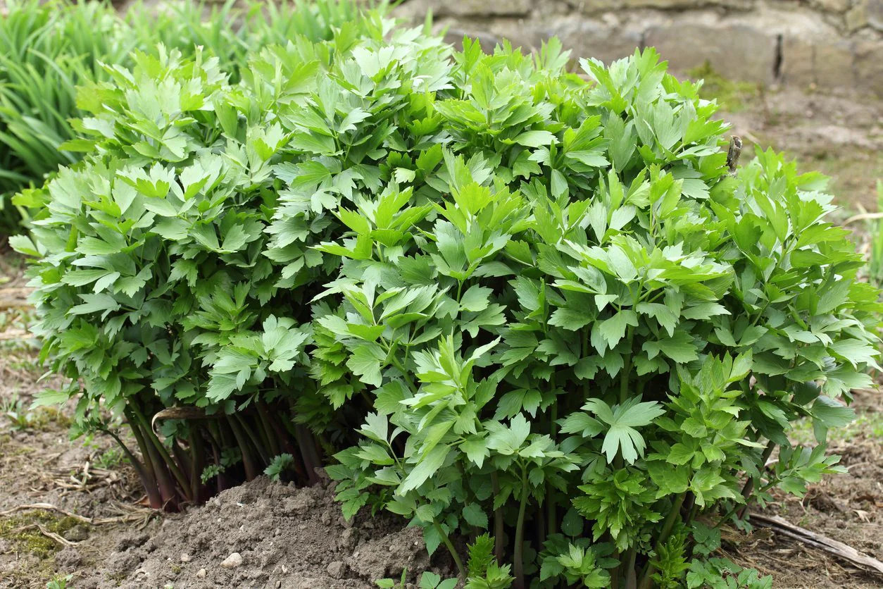 Lovage Seeds | Levisticum European Magnus Celery Parsley Herb Garden Seed 2024
