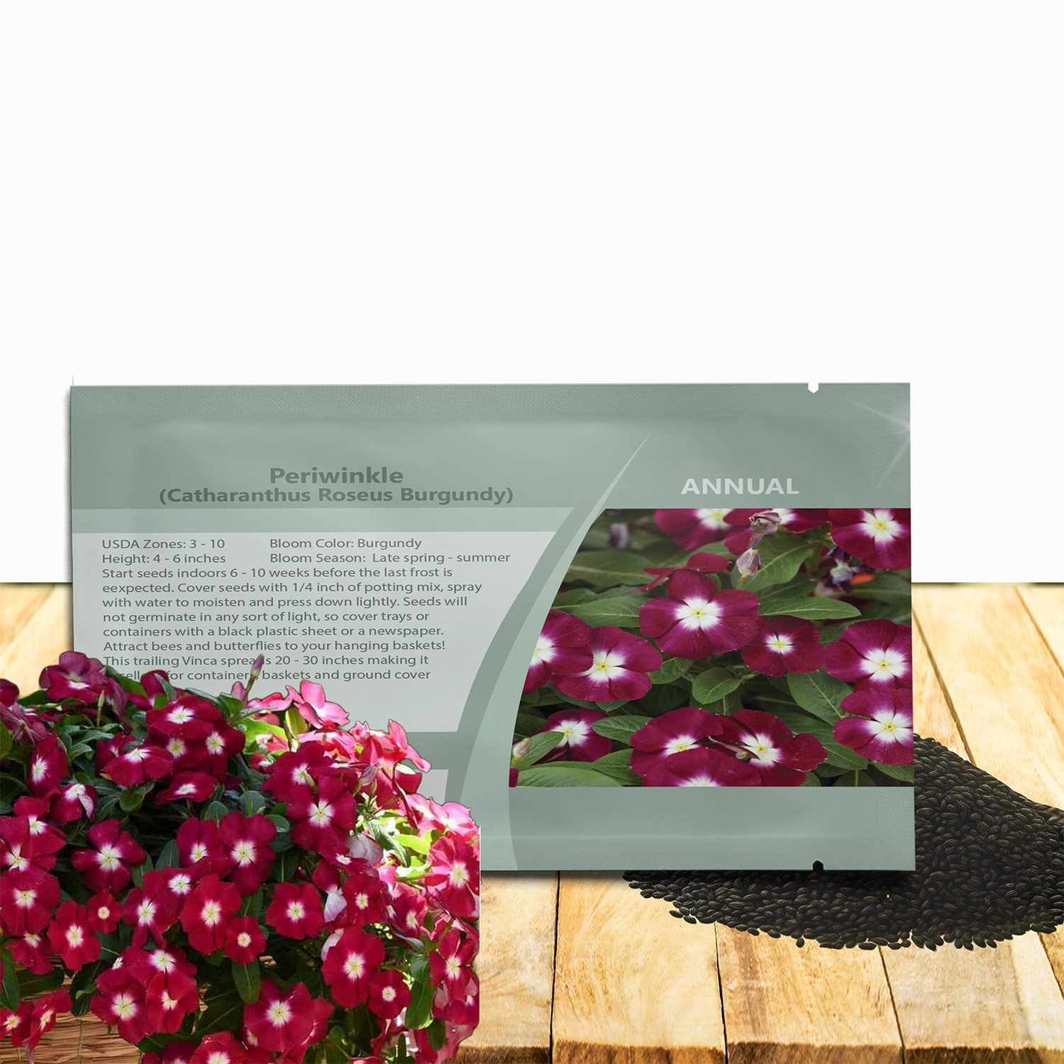 50 Seeds Drought Tolerant Burgundy Vinca Flower & Ground Cover Plant Seed