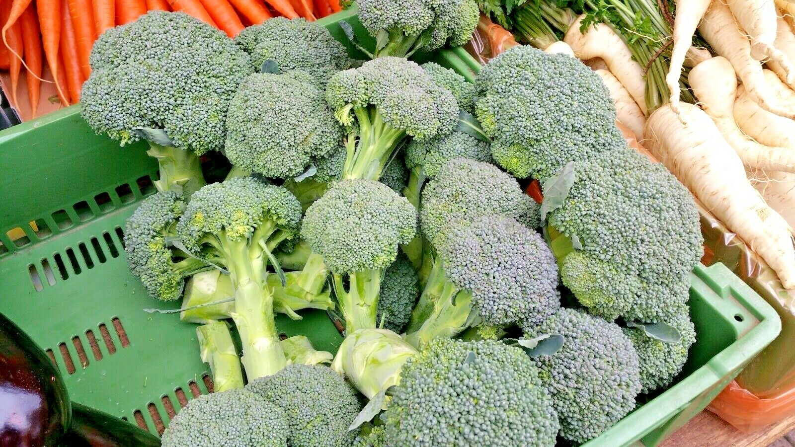 301+Waltham 29 BROCCOLI Seeds Organic Heirloom Cool Season Vegetable Garden Easy