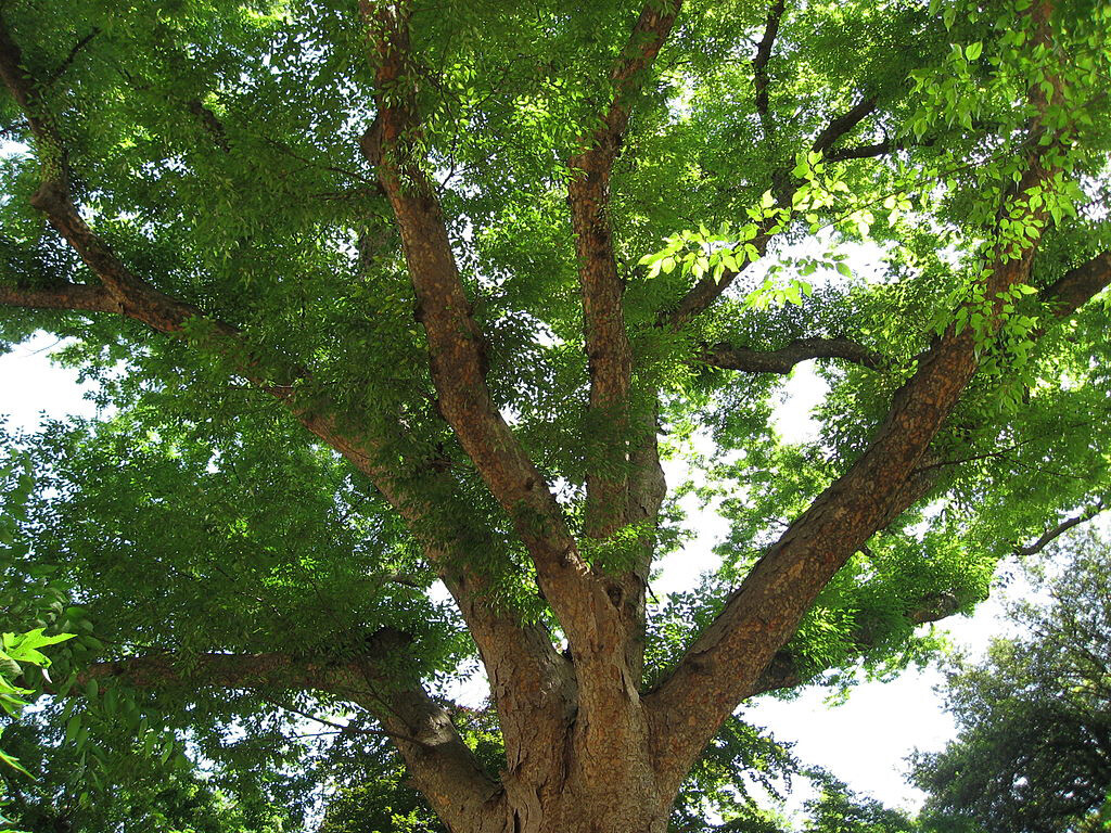 Japanese Zelkova, Zelkova serrata, Tree Seeds (Fast, Hardy, Fall Colors)