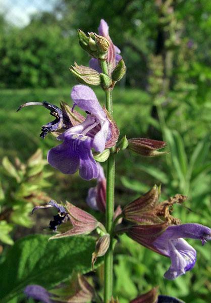 Salvia officinalis | Common or Garden Sage | 5 Seeds