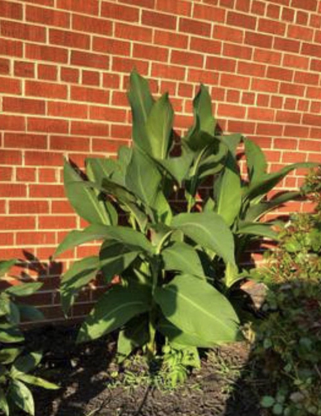 5lbs – Red Canna Lily Rhizomes, 8-12ft Tall!