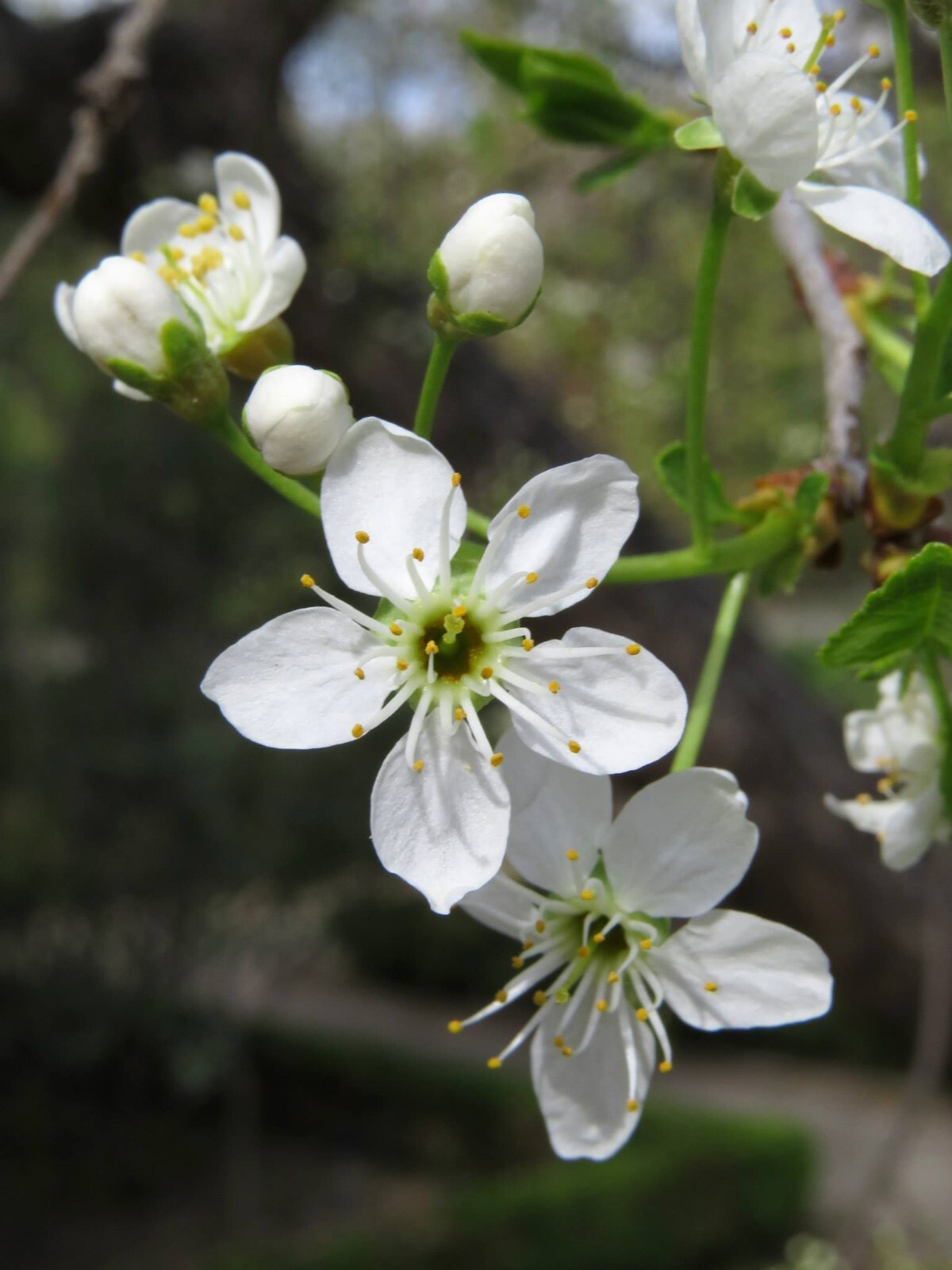 Arabian Cherry Tree | Premium Seeds | Prunus mahaleb ‘Fall’ | Plants’®